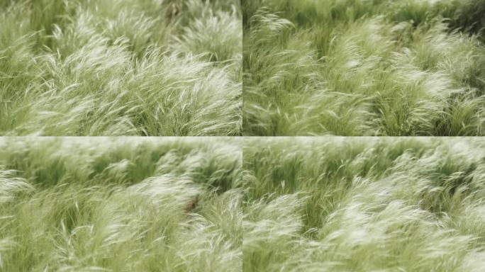 微风下的草4k25帧