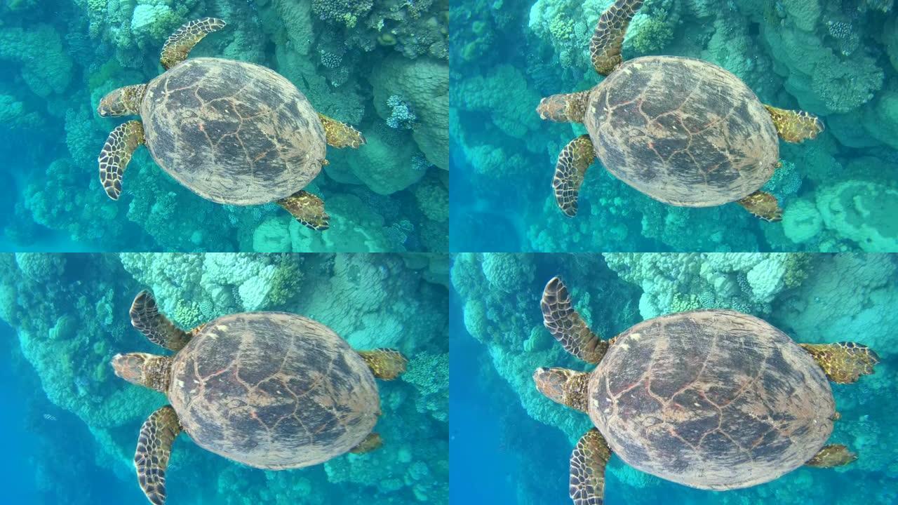 玳瑁海龟 (Eretmochelys imbricata) 在reef，红海，阿布·达巴布，Mars