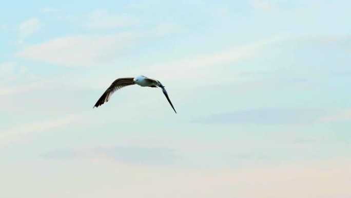 一只长着巨大白黑两翼的成年海鸥，在蓝天的背景上高高飞翔。