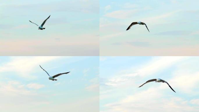 一只长着巨大白黑两翼的成年海鸥，在蓝天的背景上高高飞翔。