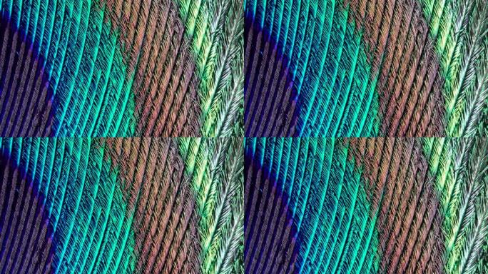 孔雀羽毛上颜色的宏观拍摄