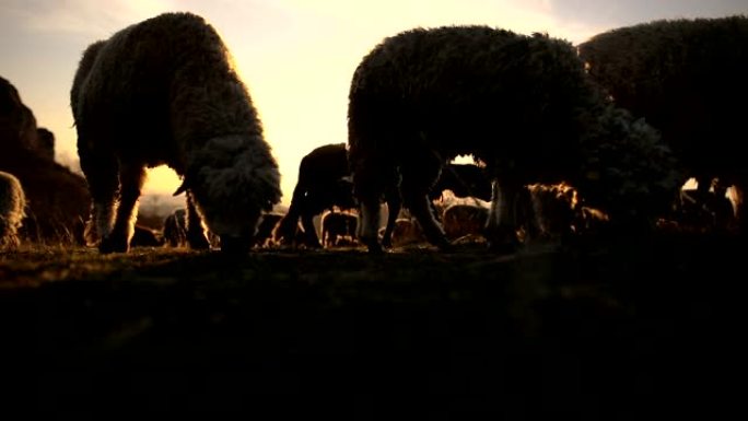 黄昏时在山上放牧的一群绵羊