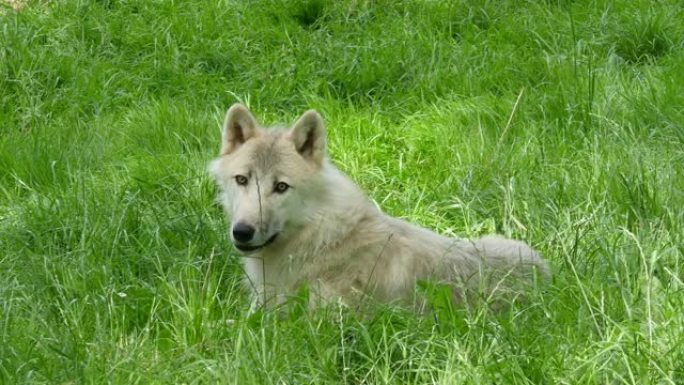 北极狼，犬狼疮，雌性躺在草地上，实时4K