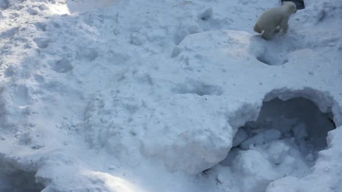 有小幼崽的白色北极熊家族。新生的北极熊幼崽在雪地上玩耍。