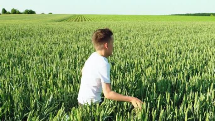 在阳光明媚的炎热天气里，快乐的男孩正带着绿色的小麦穿过广阔的田野。
