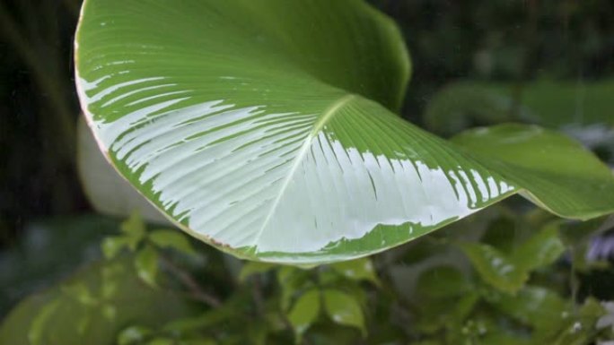 热带雨收拢，雨滴从绿叶中落下并滚落，慢动作