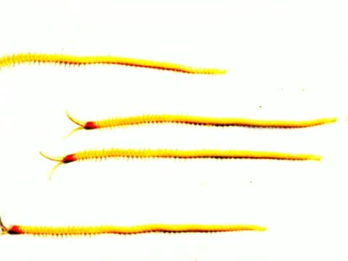 黄色蠕虫种族图形