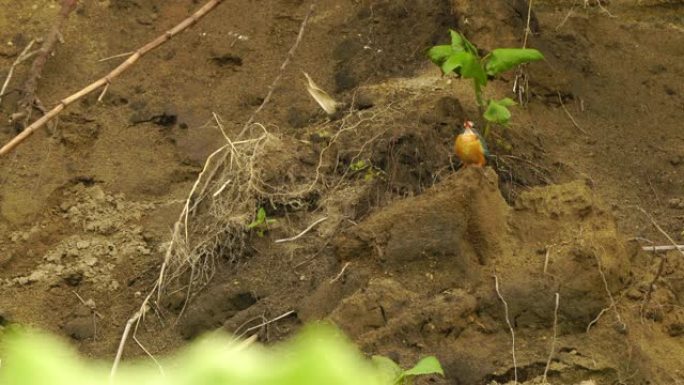 国后岛翠鸟(Alcedo atthis)