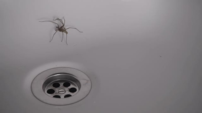 困在浴缸里的大房子蜘蛛