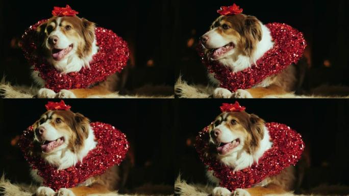 一只可爱的狗的肖像，项圈呈心形。情人节概念