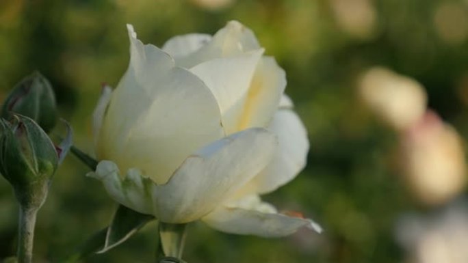 美丽的白玫瑰花蕾在花园浅景深4K 2160p 30fps超高清视频-浅景深白玫瑰花蕾自然4K 384