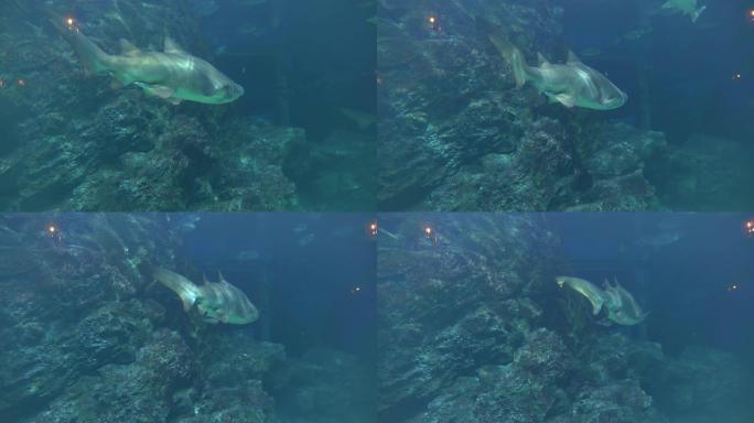 大鲨鱼游过水下岩石进入黑暗