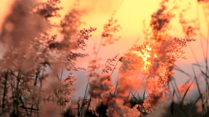 风和夕阳山背景上的草花