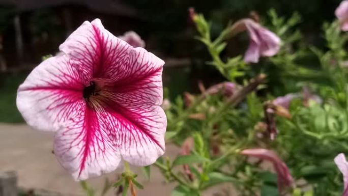 Ruellia tuberosa花的蜜蜂授粉