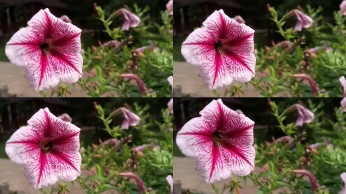 Ruellia tuberosa花的蜜蜂授粉