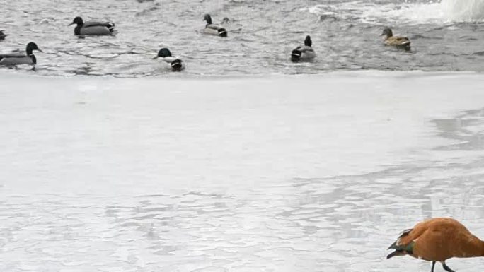 许多野鸭在冰上行走并跳入水中