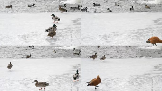 许多野鸭在冰上行走并跳入水中
