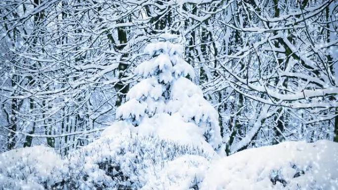 被雪覆盖的云杉树