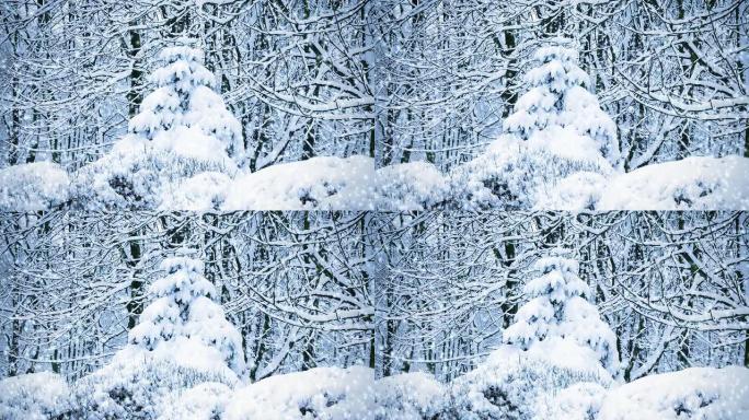 被雪覆盖的云杉树