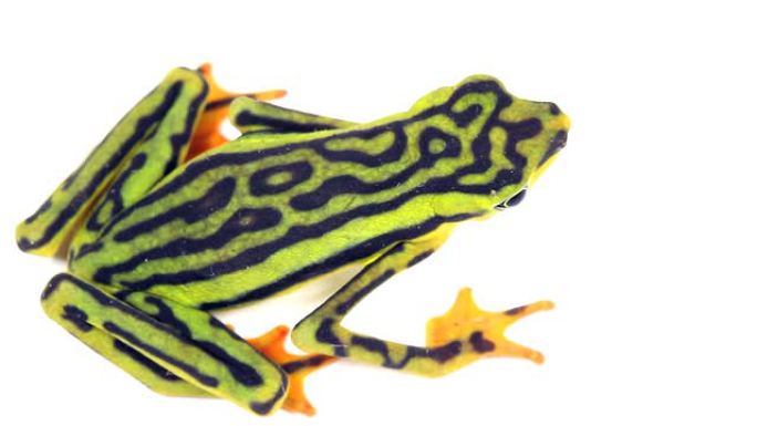 优雅的残足蟾蜍 (Atelopus elegans)