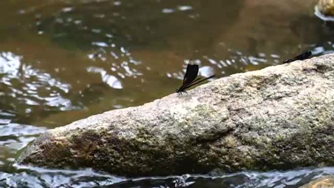 沿河岩石上的黑蜻蜓