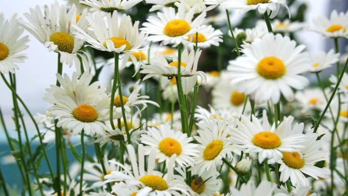 杭州滨江钱江龙花坛——雏菊