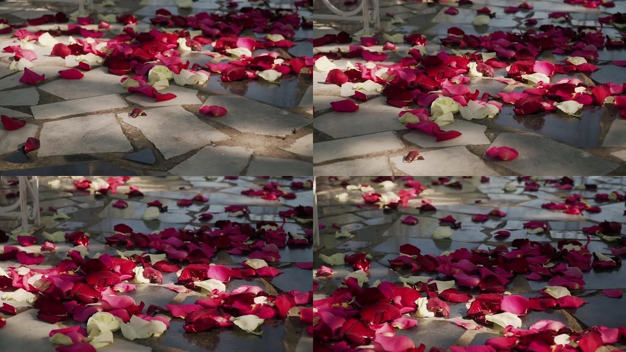 在阳光明媚的下午，红色，白色，玫瑰花花瓣躺在灰色沥青上