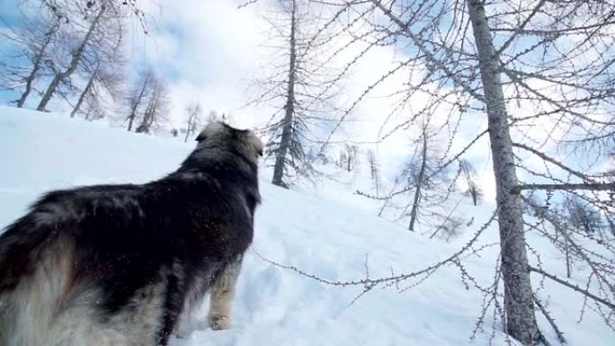 一只大狗仰望着积雪覆盖的山