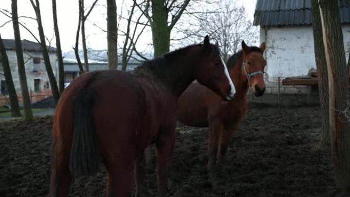 冬季白天，两只棕色种马在畜栏里互相戏弄
