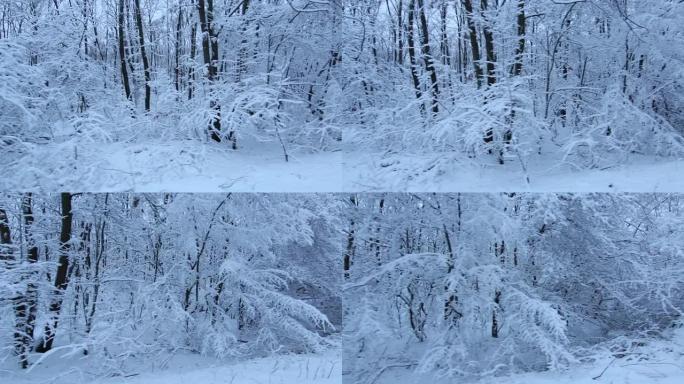 跟踪冬季在白雪皑皑的橡树林中稳定拍摄的照片