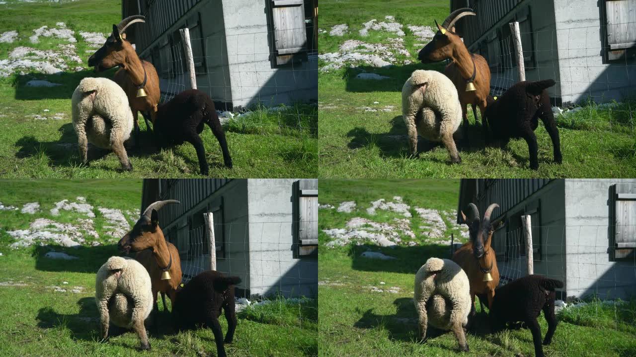 瑞士阿尔卑斯山牧场上有趣的山羊和绵羊