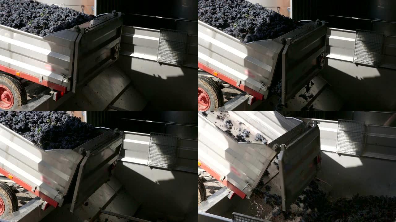 卡车倾倒葡萄被工业葡萄破碎机压碎