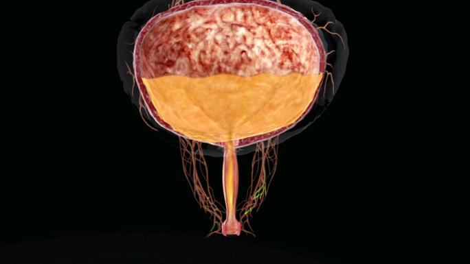膀胱排尿三维动画