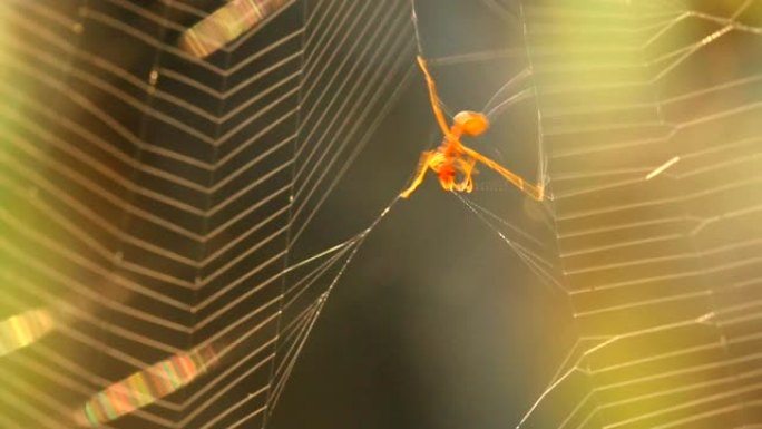蜘蛛快速攀爬并围绕蚂蚁旋转网