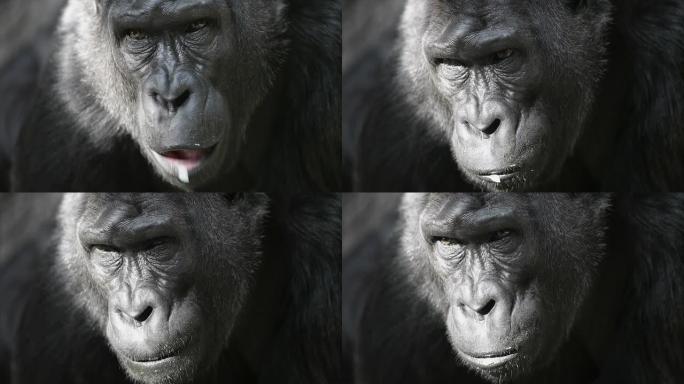 黑暗背景下大猩猩雌性的阳光咀嚼脸。