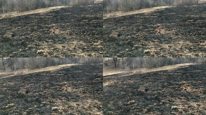 去年干草的春天燃烧。草火了一群乌鸦，受惊，飞走了。人们可以在春天的草地上看到烧焦的植被和灌木残骸。