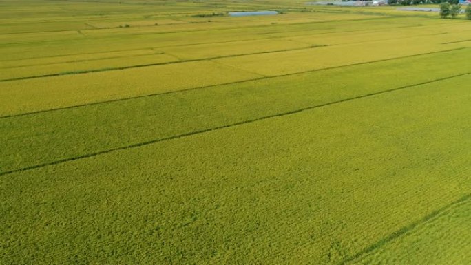 无人机在秋日飞越稻田