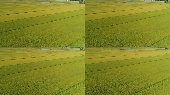 无人机在秋日飞越稻田