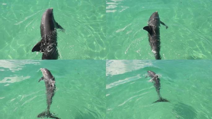 海豚在水中游泳。慢动作。