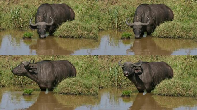 非洲水牛，syncerus caffer，水坑成人，饮用水，肯尼亚内罗毕公园，实时4K
