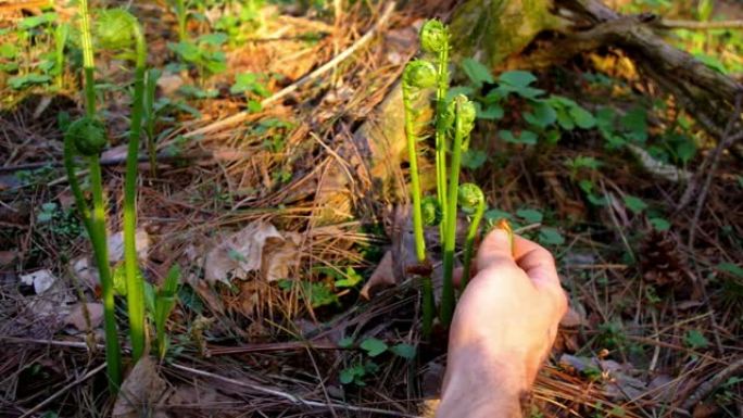 年轻人为野生的蕨类植物觅食