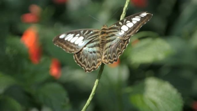 棕色和白色蝴蝶
