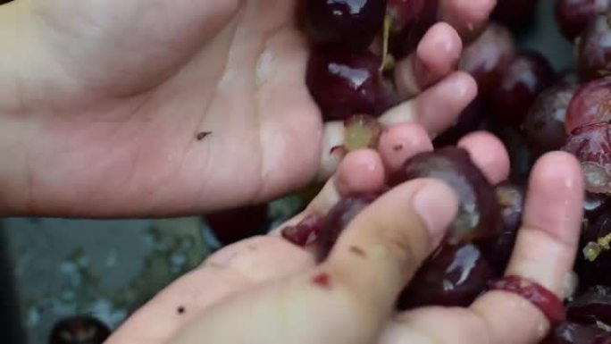 葡萄水果家用葡萄酒加工用年轻的女性缩略图和食指彻底挤压水果。自然照明阴影