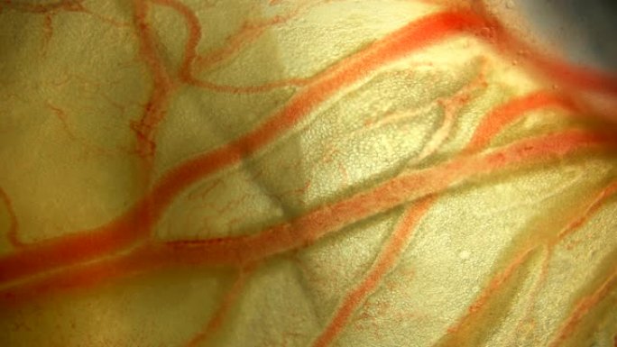 在显微镜下，血液通过Coturnix胚胎中的血管的运动