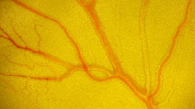 在显微镜下，血液通过Coturnix胚胎中的血管的运动