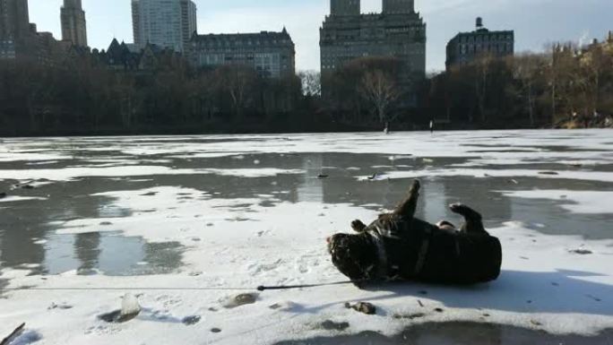 法国斗牛犬在中央公园的雪地里滚动