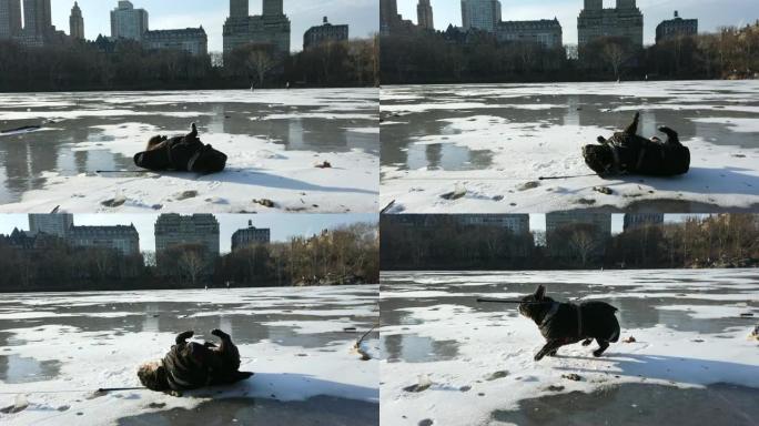 法国斗牛犬在中央公园的雪地里滚动