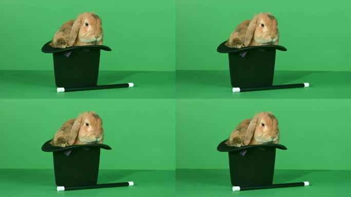 礼帽内的棕色兔子，绿屏背景上的魔杖