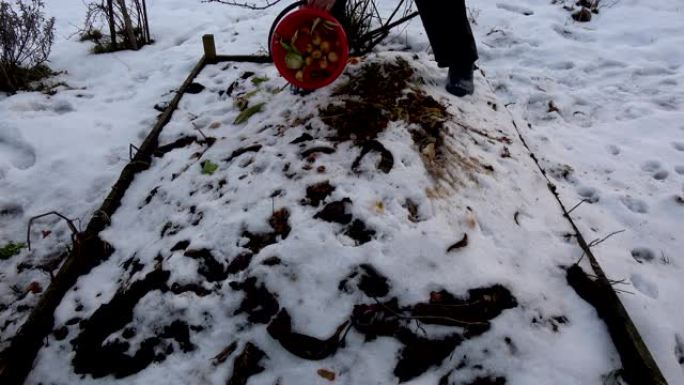 园丁农民在冬季堆肥堆中倒入蔬菜，水果和植物废料