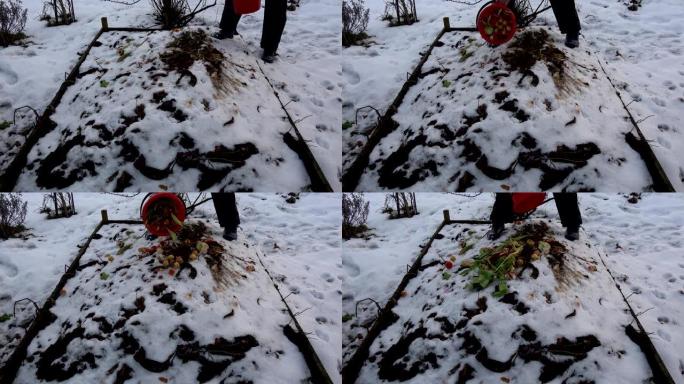园丁农民在冬季堆肥堆中倒入蔬菜，水果和植物废料